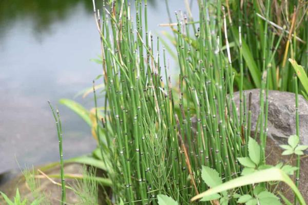 Horsetails growing along the water.