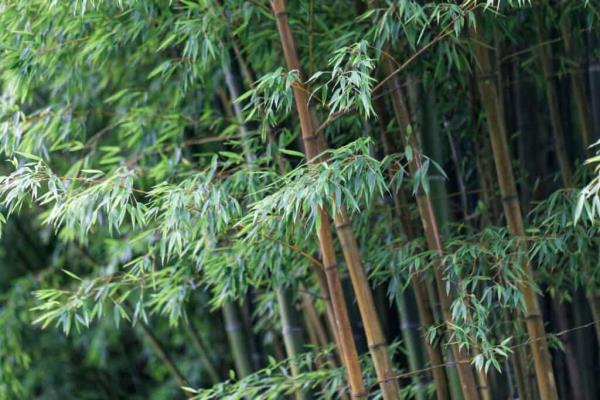 Timber species of bamboo (Phyllostachys edulis).