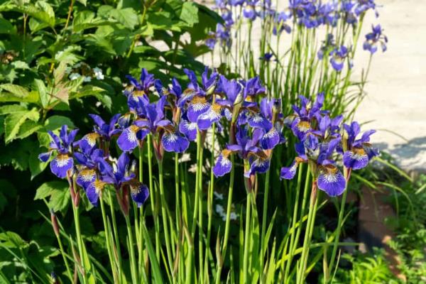 Iris hollandica purple blue flowers
