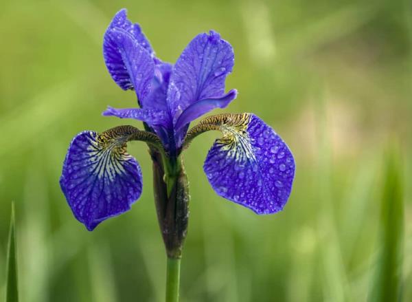 Siberian iris flower