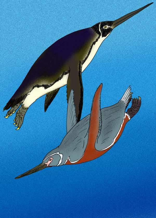 Primitive penguin comparison