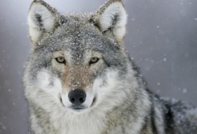 狼是夜行动物还是昼行动物?解释他们的睡眠行为