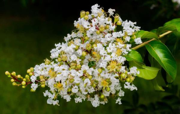 delicate white crape myrtle flowers in a cone shaped cluster