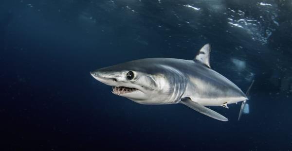 Shortfin mako shark swimming just under the surface, offshore, a<em></em>bout 50 kilometers past Western Cape in South Africa. This picture was taken during a blue water baited shark dive.