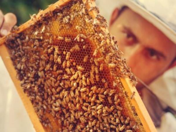 A The 8 Top Buzz-Worthy Books a<em></em>bout Beekeeping Available Today