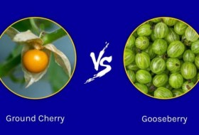 碎樱桃和醋栗:有什么区别?