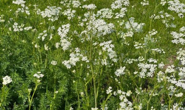 anise plant in field