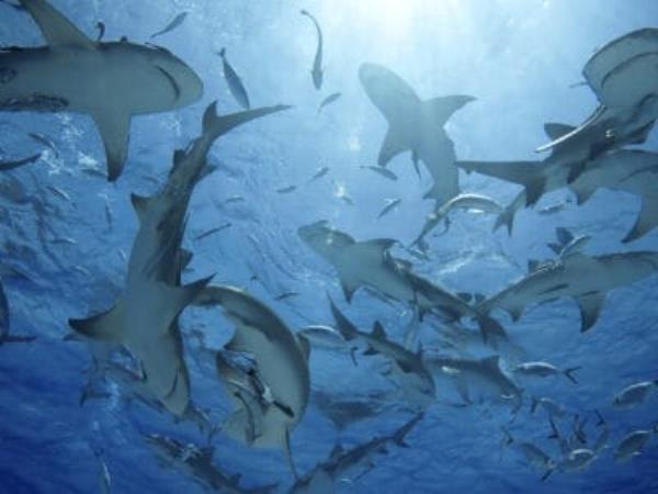 A The 10 Best Books a<em></em>bout Sharks – Reviewed and Ranked