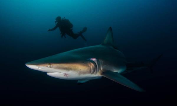 shark with a diver