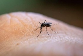 蚊子携带严重的疾病以下是如何保护自己