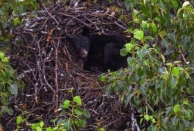 阿拉斯加的照片显示，生物学家震惊地发现一只熟睡的熊蜷缩在鹰巢里