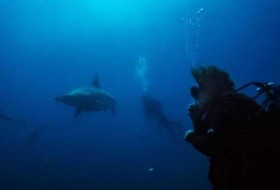 前所未有的海洋高温正在改变鲨鱼的饮食、呼吸和行为方式